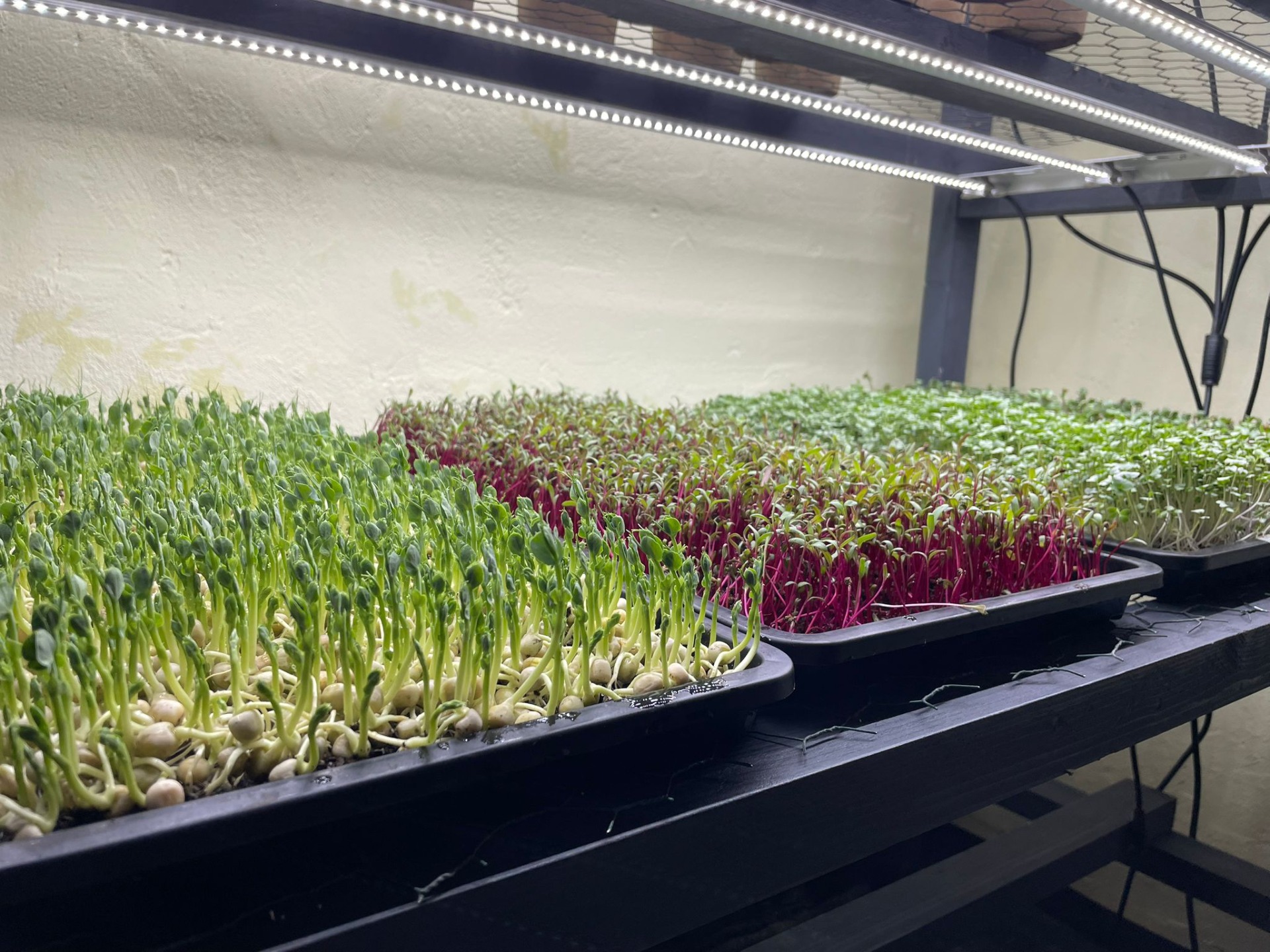 Microgreens připravené na platech pro restaurace